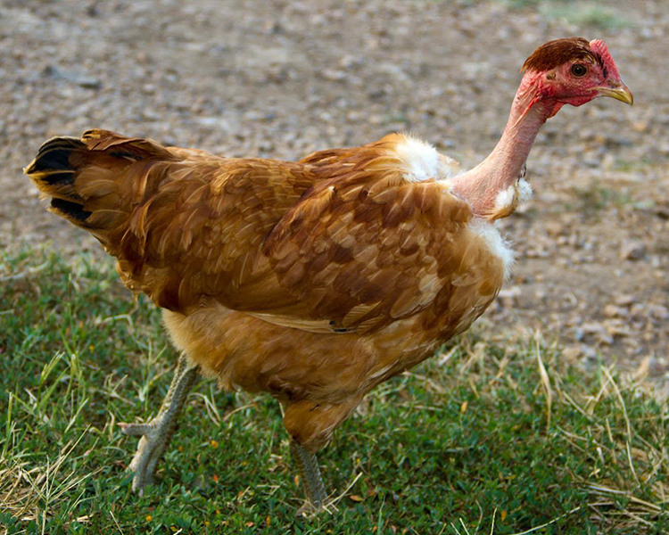 голошейка курица характеристика